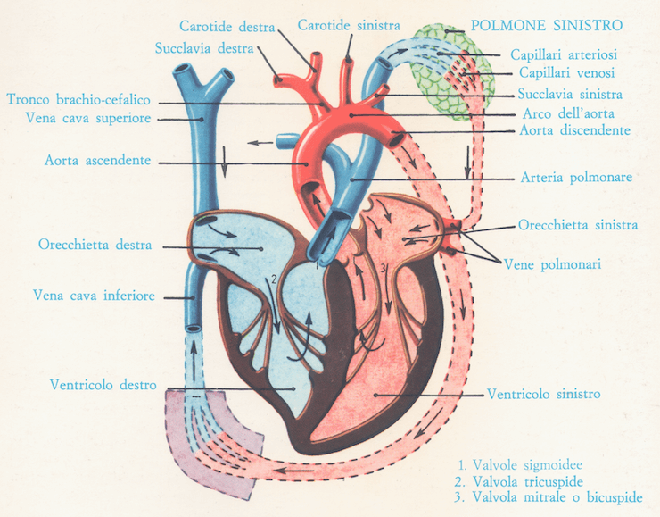 Sezione longitudinale del cuore