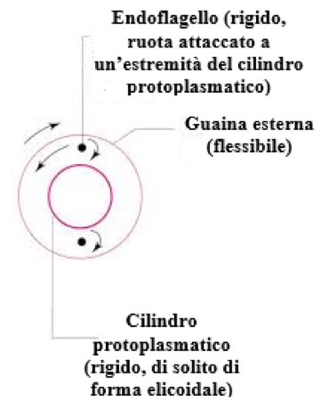 Sezione trasversale della cellula di una spirocheta