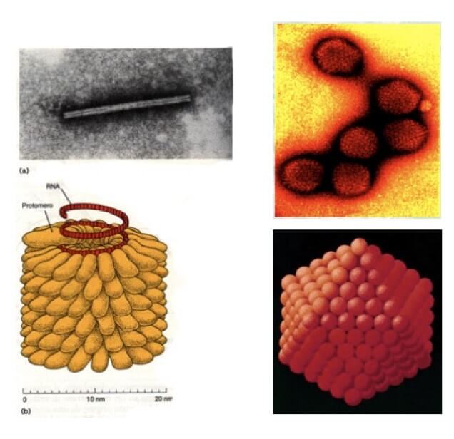 principali simmetrie dei nucleocapsidi dei virus 