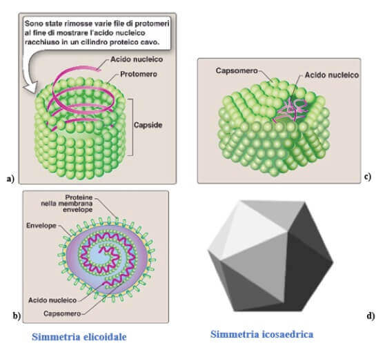 simmetrie dei virus