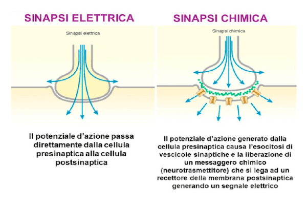 Sinapsi chimiche ed elettriche