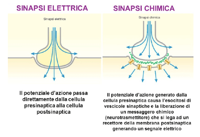 Sinapsi elettriche e sinapsi chimiche