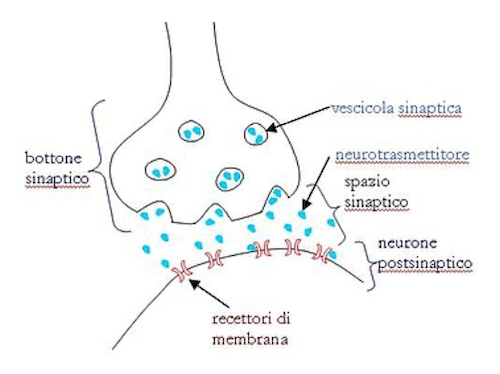 Sinapsi Elettrochimica