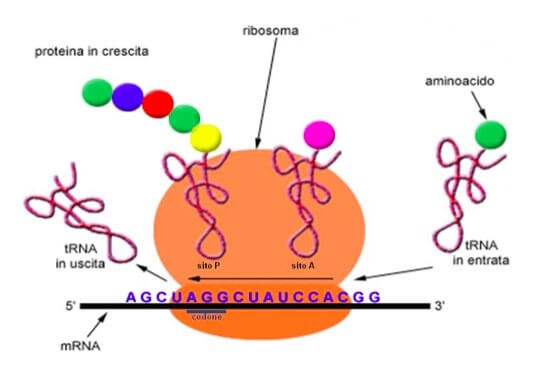 Cetosis proteinas rumiantes