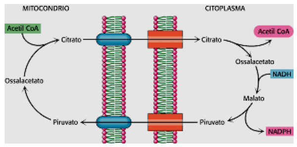 Sistema Navetta Citrato-Malato