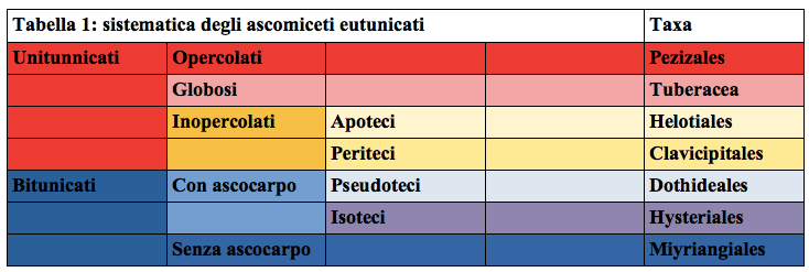 Sistematica degli Ascomiceti