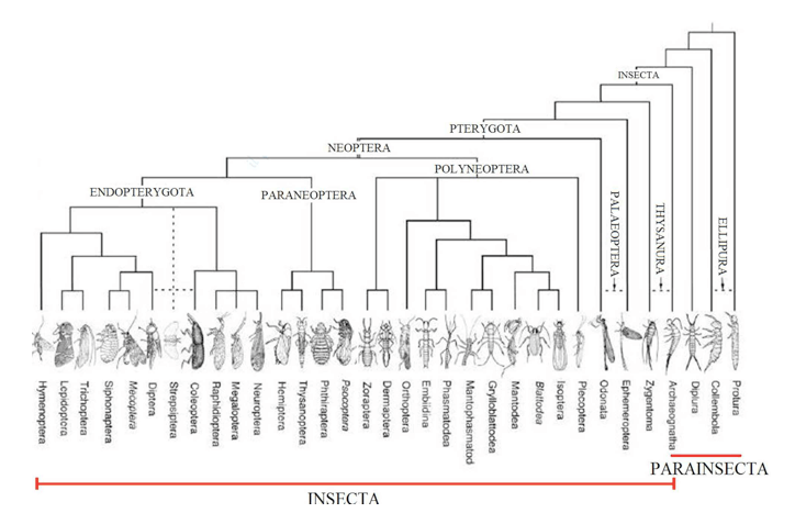 Sistematica degli insetti