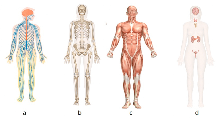I sistemi del corpo umano