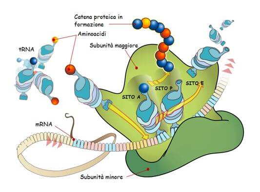Siti funzionali del ribosoma