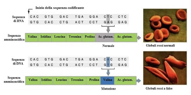 sostituzione puntiforme nella anemia falciforme