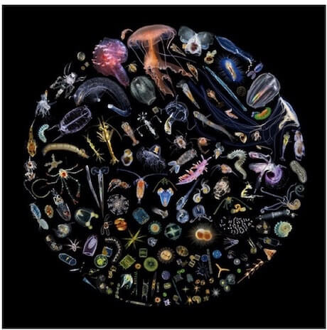 Raffigurazione di varie specie di plancton