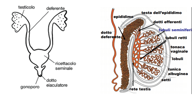 Spermatogenesi