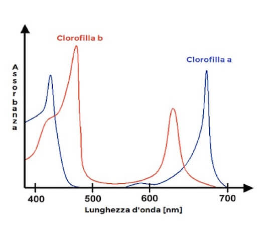 spettri di assorbimento delle clorofille