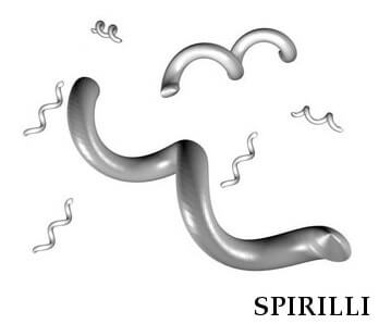 spirilli