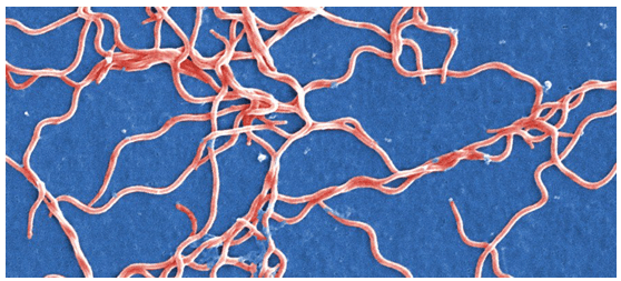 Spirochete