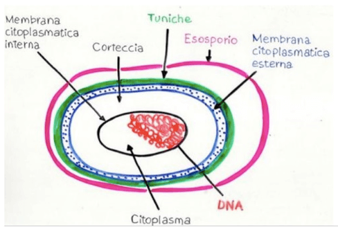 Schema della spora batterica