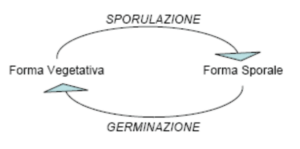 Sporulazione - germinazione