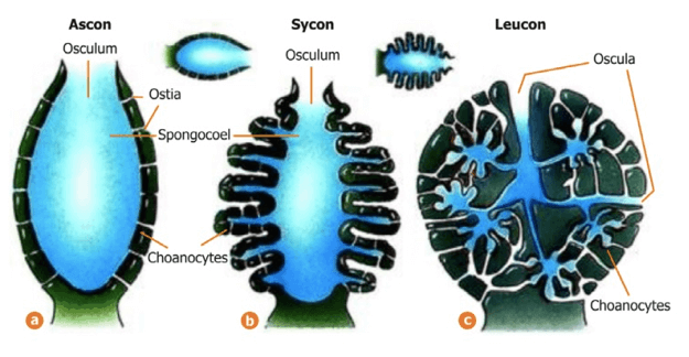 Spugne Ascon (a), Sycon (b), Leucon