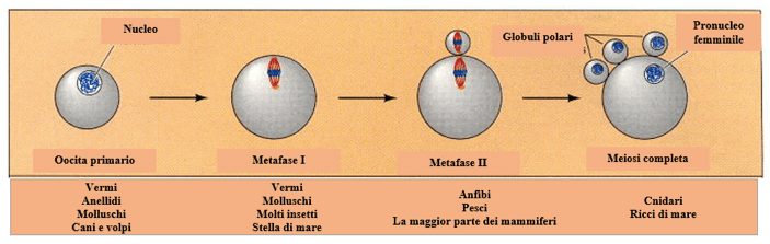 stadi di maturazione della cellula uovo