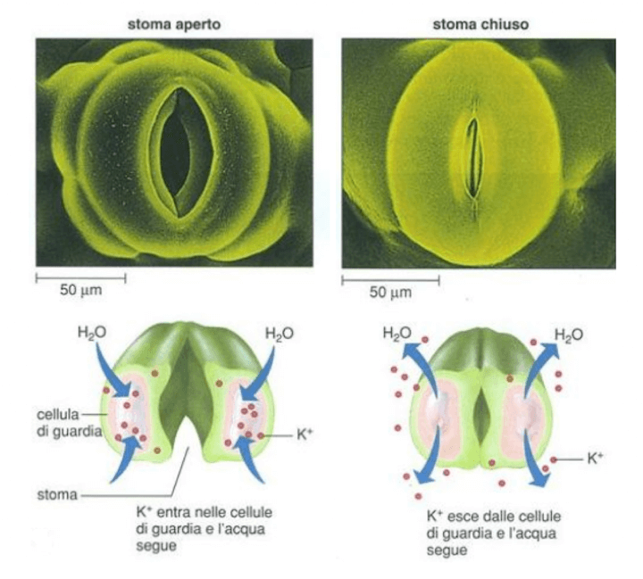 Stoma aperto e stoma chiuso
