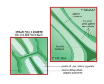 I vari strati della parte cellulare delle cellule vegetali