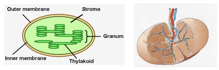 Stroma in botanica e istologia