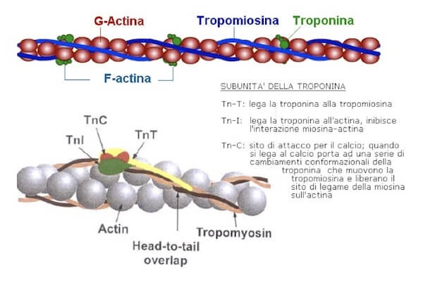 Struttura dell'actina, tropomiosina e subunità della troponina 