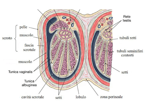 Struttura anatomica del testicolo