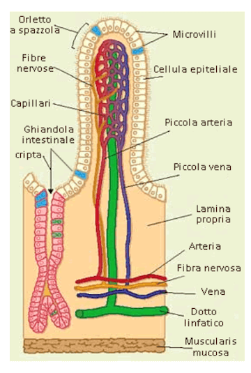 Struttura anatomica dell'intestino