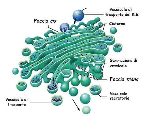 Apparato di Golgi