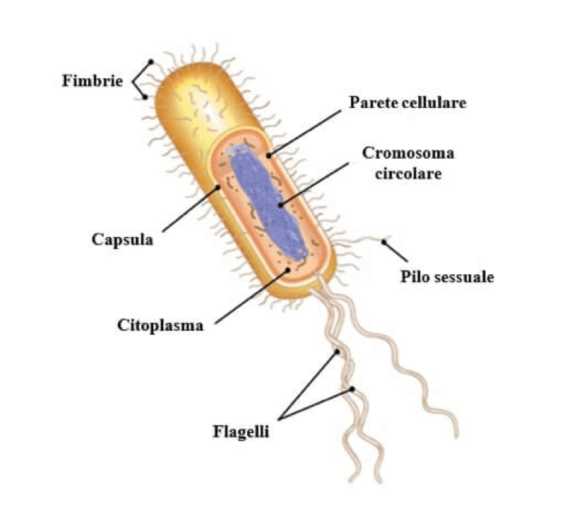 Struttura tipica di una cellula batterica