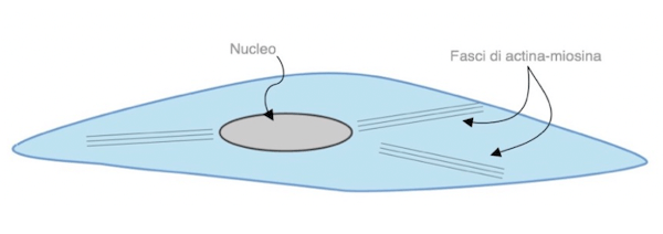 Cellula muscolare liscia