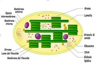 struttura cloroplasti