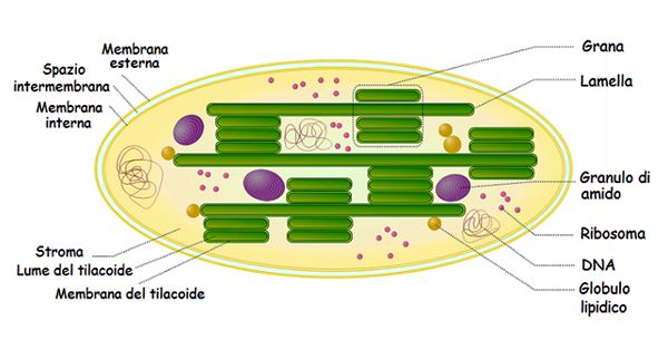 Schema di un Cloroplasto