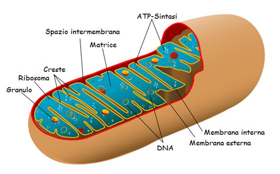 Struttura di un mitocondrio