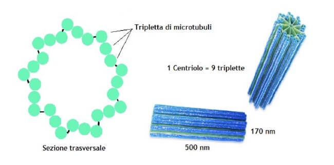 struttura dei centrioli