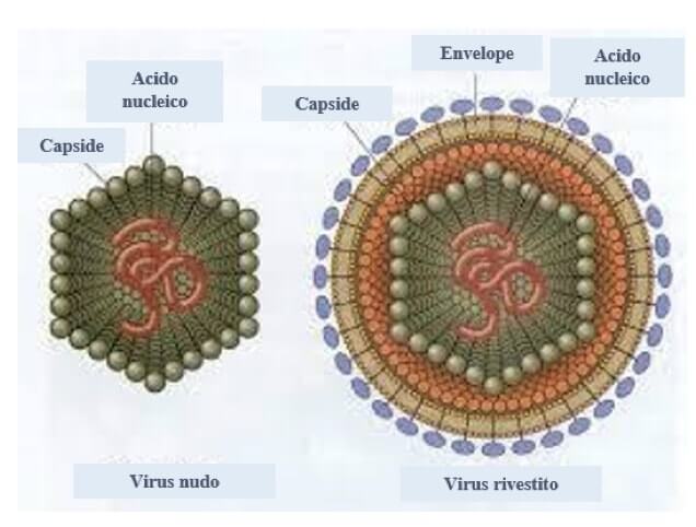 struttura dei virus