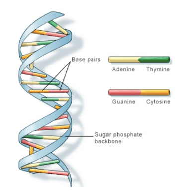 Struttura a doppia elica del DNA
