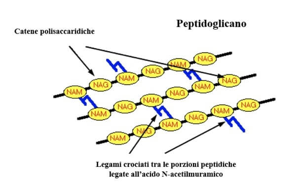 struttura del peptidoglicano