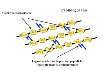 Struttura del peptidoglicano