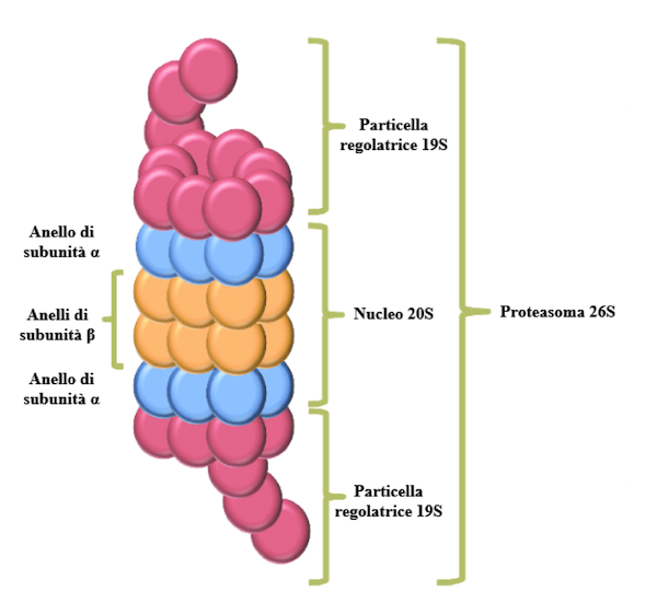 Struttura del proteasoma
