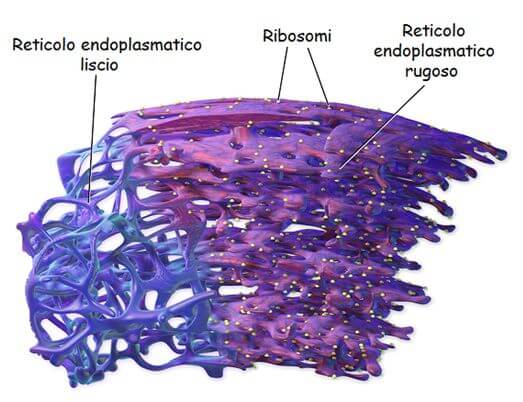 Struttura del reticolo endoplasmatico rugoso