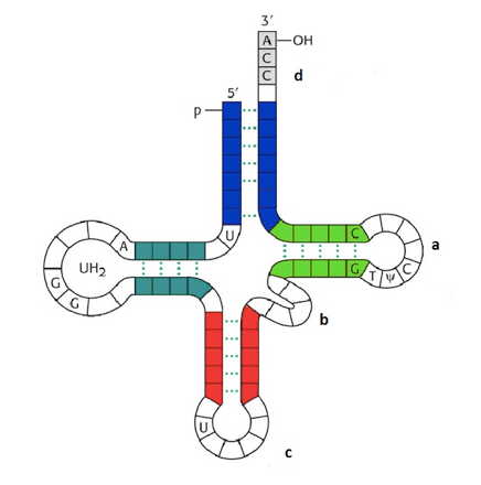 Struttura del tRNA