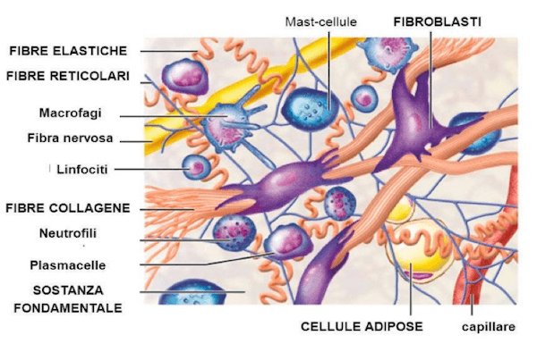 Struttura del tessuto connettivo lasso