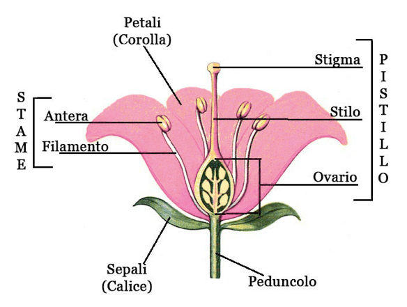 Struttura del verticillo