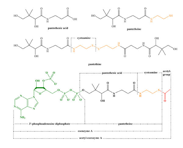 Struttura dell’acido pantotenico, panteteina, pantetina e acetil-CoA
