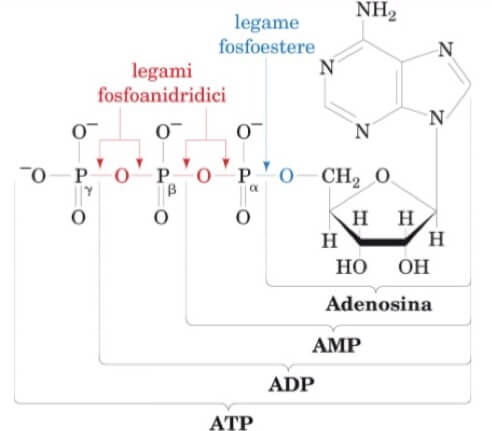 struttura dell'ATP