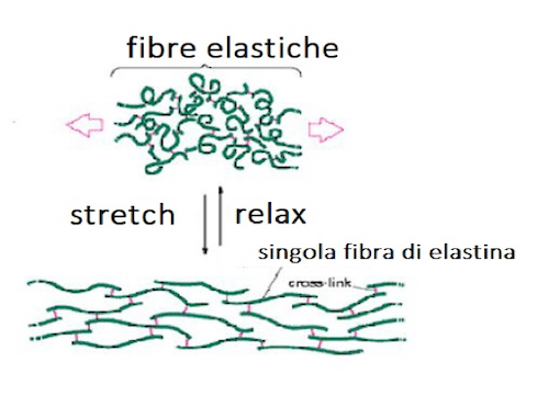Strttura dell'elastina