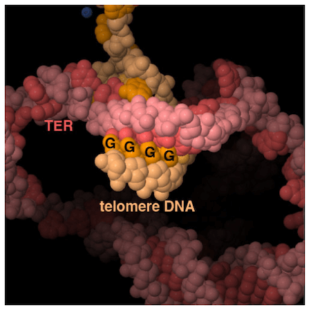 Struttura dell'enzima telomerasi