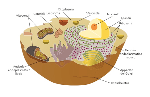 Struttura della cellula animale